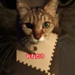 【おねだりねこ🐱】糖尿病なので療養食。味気ないんだね。#cat #猫 #ねこ #保護猫 #猫のいる暮らし #糖尿病 #貧血 #おねだり