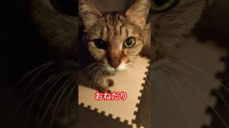 【おねだりねこ🐱】糖尿病なので療養食。味気ないんだね。#cat #猫 #ねこ #保護猫 #猫のいる暮らし #糖尿病 #貧血 #おねだり