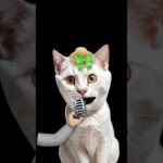 #cat #cute #dj #cutecat #nft #memes #music #lyrics #kitten #edit #fyp #kpop #fypシ゚viral