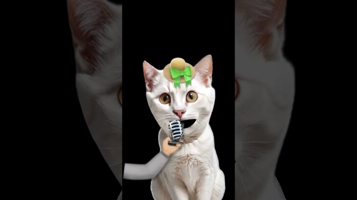 #cat #cute #dj #cutecat #nft #memes #music #lyrics #kitten #edit #fyp #kpop #fypシ゚viral