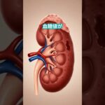 糖尿病性腎症の透析地獄 #diabetes #プチ知識 #糖尿病