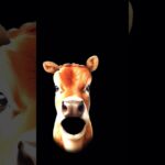 #funny #comedy #animals #cute #viral #baby #lifeisbutadream #nothingimposibleinthisworld #nft