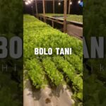 pemasangan pipa pada rak instalasi hidroponik NFT 🥬👨🏻‍🌾 #short #shorts #shortvideo #hidroponik