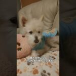 糖尿病おじいちゃん🐶