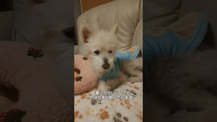 糖尿病おじいちゃん🐶