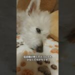 糖尿病おじいちゃん🐶パオ