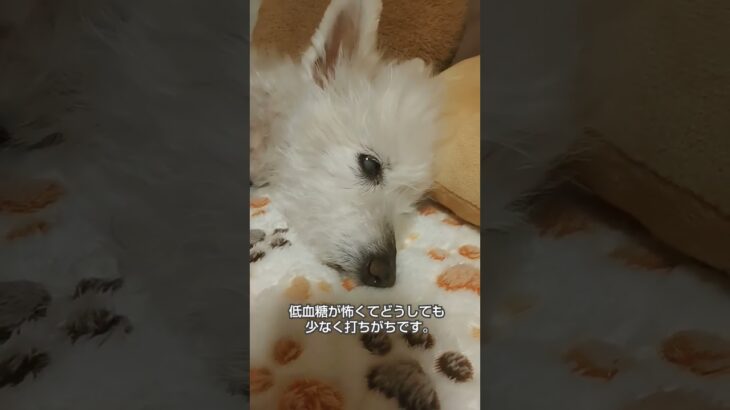 糖尿病おじいちゃん🐶パオ