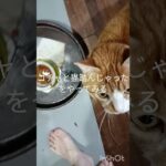 コチャて猫踏んじゃったをやります#糖尿病 #猫のいる暮らし  #元野良猫