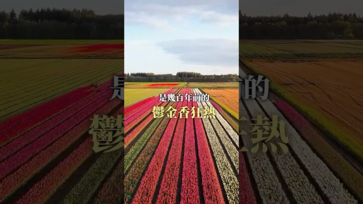 🌷= 🏠？史上第一場「泡沫投資」！你看懂了嗎？
