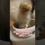 糖尿病おじいちゃん🐶パオ