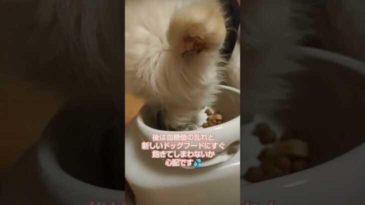 糖尿病おじいちゃん🐶パオ