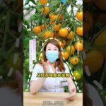 西红柿和圣女果怎么选择#水果 #血糖 #糖尿病 #饮食