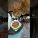 昨日携帯買ってきました!またゴチャを撮れます #元野良猫 #猫のいる暮らし #糖尿病