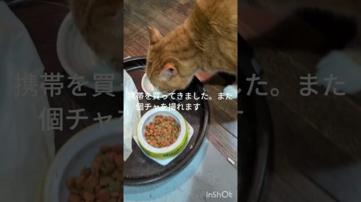 昨日携帯買ってきました!またゴチャを撮れます #元野良猫 #猫のいる暮らし #糖尿病