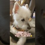 糖尿病おじいちゃん🐶パオ