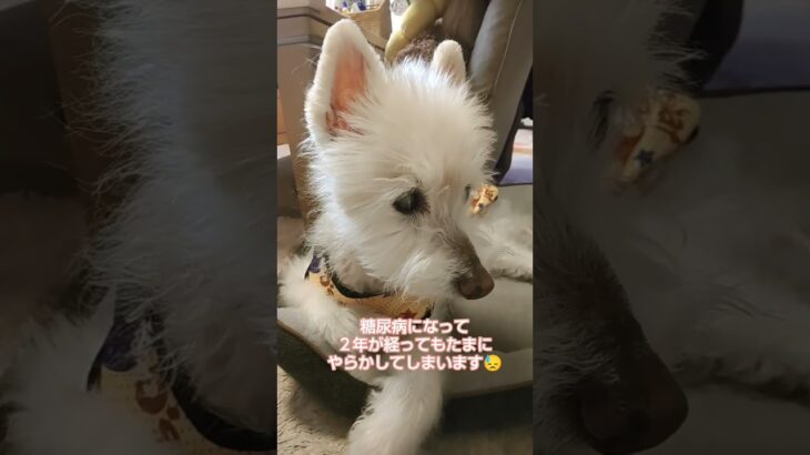 糖尿病おじいちゃん🐶パオ