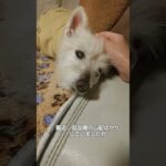 糖尿病おじいちゃん🐶