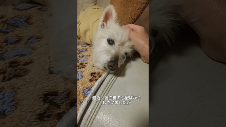 糖尿病おじいちゃん🐶