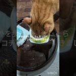 コチャの食欲ダウンして心配です#糖尿病網膜症 #猫のいる暮らし  #元野良猫