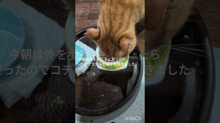 コチャの食欲ダウンして心配です#糖尿病網膜症 #猫のいる暮らし  #元野良猫