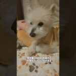 糖尿病おじいちゃん🐶パオ