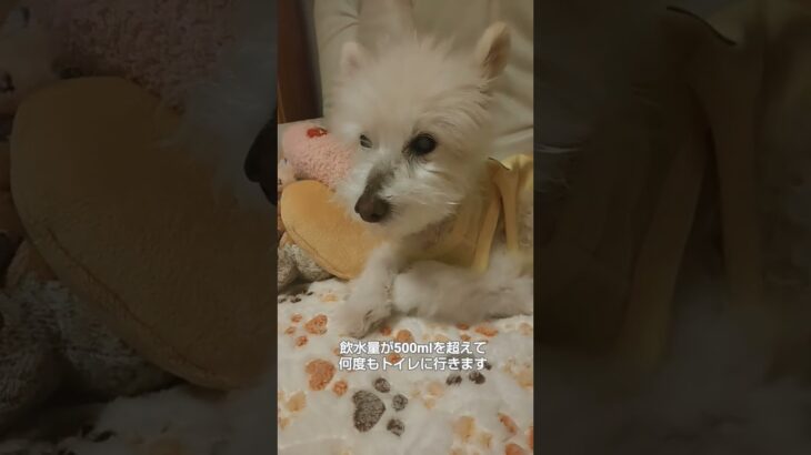 糖尿病おじいちゃん🐶パオ