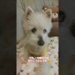 糖尿病おじいちゃん🐶パオ