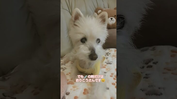 糖尿病おじいちゃん🐶パオ