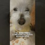 糖尿病おじいちゃん🐶パオ