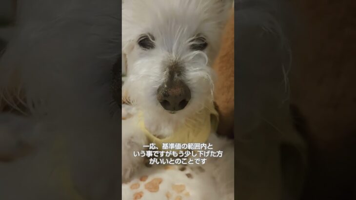糖尿病おじいちゃん🐶パオ