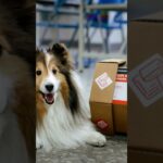 🐶【毛孩糖尿病你知道嗎？】免費血糖機教學開箱！高雄動保處「寵物血糖健康推廣計畫」曝光｜飼主必看！#毛孩健康守護 #寵物糖尿病 #血糖機教學 #高雄動保處 #人犬共安 #毛孩日常照護 #雪納瑞酷妹