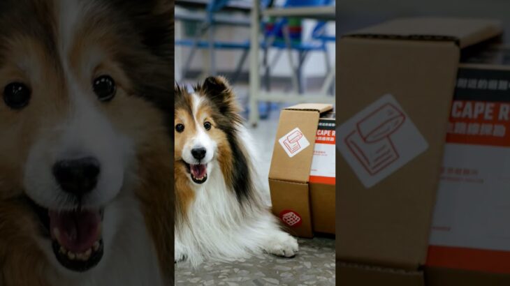 🐶【毛孩糖尿病你知道嗎？】免費血糖機教學開箱！高雄動保處「寵物血糖健康推廣計畫」曝光｜飼主必看！#毛孩健康守護 #寵物糖尿病 #血糖機教學 #高雄動保處 #人犬共安 #毛孩日常照護 #雪納瑞酷妹
