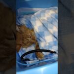 盲目トラくんが糖尿病になっていました。峠を越えたけど起き上がりません。