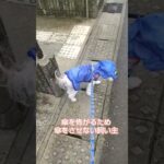 糖尿病おじいちゃん🐶パオ