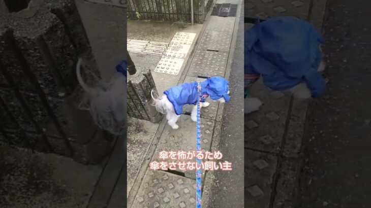 糖尿病おじいちゃん🐶パオ