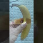 学びの1週間 #食事 #健康 #料理 #生活 #栄養 #趣味 #朝食 #血糖値 #1型糖尿病 #病気 #結果 #挑戦 #好奇心 #パフォーマンス #勉強 #ショート
