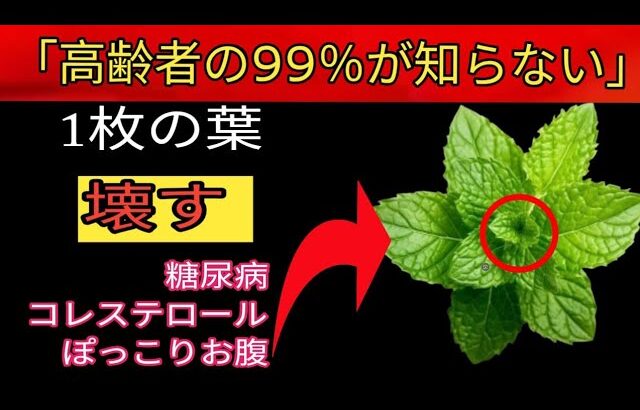 奇跡！たった1枚の葉が糖尿病・悪玉コレステロール・下腹の脂肪を撃退！｜シニアヘルス