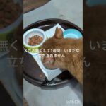 メガネ無くして1週間！いまだに立ち直れない#糖尿病網膜症 #猫のいる暮らし  #元野良猫