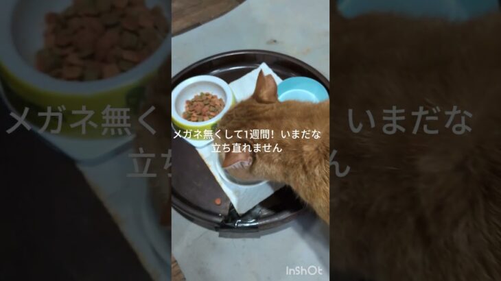 メガネ無くして1週間！いまだに立ち直れない#糖尿病網膜症 #猫のいる暮らし  #元野良猫