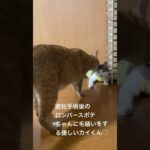 糖尿病ケトアシドーシスや胃腸炎でタイミングが合わず1歳になって避妊手術を無事終えたポテちゃん🐱