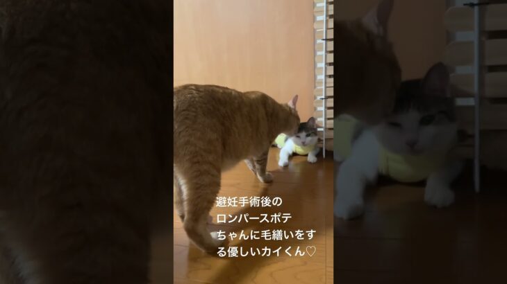 糖尿病ケトアシドーシスや胃腸炎でタイミングが合わず1歳になって避妊手術を無事終えたポテちゃん🐱