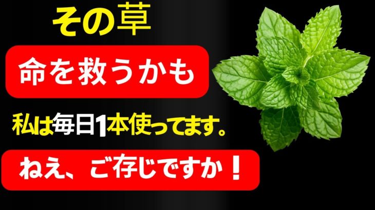 奇跡！たった1枚の葉が、糖尿病・悪玉コレステロール・そしてぽっこりお腹を撃退！