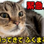 【緊急入院】糖尿病闘病中の1歳の猫、急性腎炎の疑い