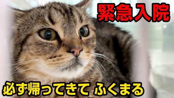 【緊急入院】糖尿病闘病中の1歳の猫、急性腎炎の疑い