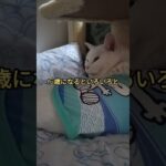 白猫とめ#15歳#白猫#ねこ #動物#糖尿病