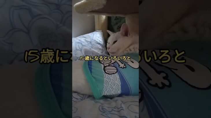 白猫とめ#15歳#白猫#ねこ #動物#糖尿病