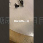 奉天って何食ってるかわからんが美味い糖尿病876日目食事記録  #糖尿病の品格 #糖尿病 #心筋梗塞 #血糖値 #hba1c