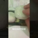だだちゃ大福食べた糖尿病877日目食事記録  #糖尿病の品格 #糖尿病 #心筋梗塞 #血糖値 #hba1c