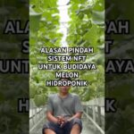 Alasan utama pindah sistem nft dari fertigasi untuk budidaya melon hidroponik #melonhidroponik