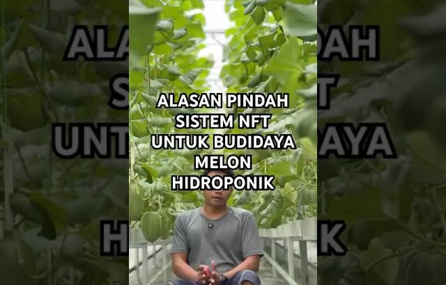 Alasan utama pindah sistem nft dari fertigasi untuk budidaya melon hidroponik #melonhidroponik